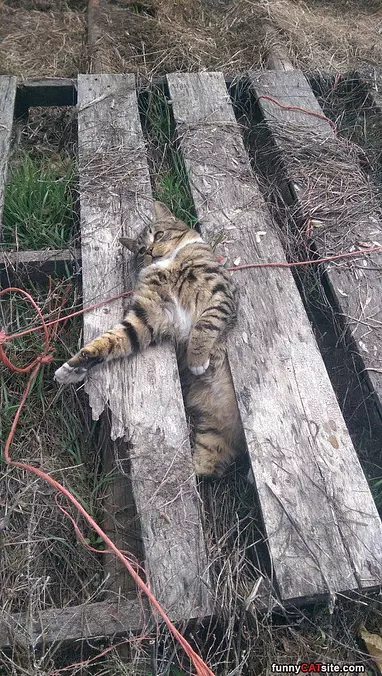 I Am Sooooo Lazy