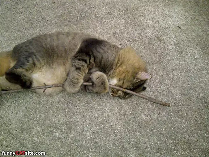 I Love You Stick