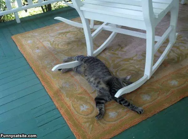 Lazy Days Of A Cat