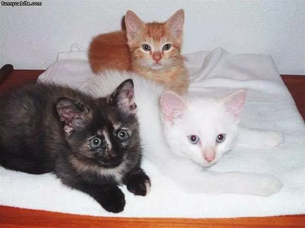 Kitten Collage