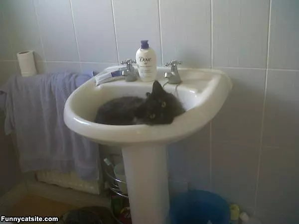 Chilling In The Sink