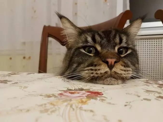 Hey You Got Any Tuna For Me