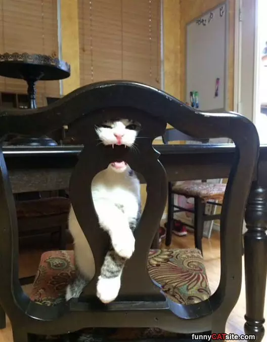 Nommm Nom Nom Nommm Chair