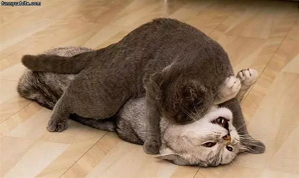 Vampire Cat