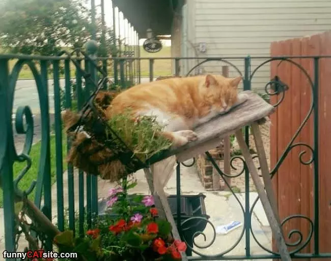 Move Over Plant