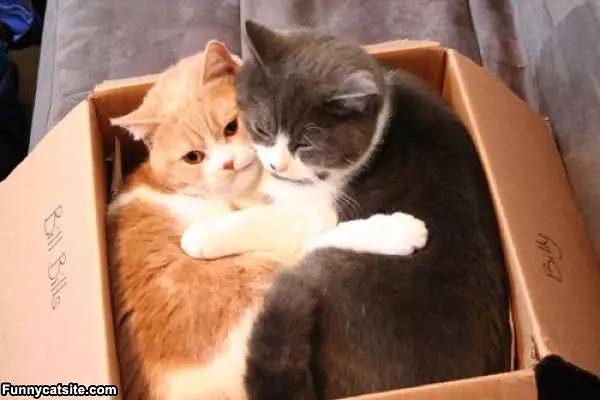 Our Box