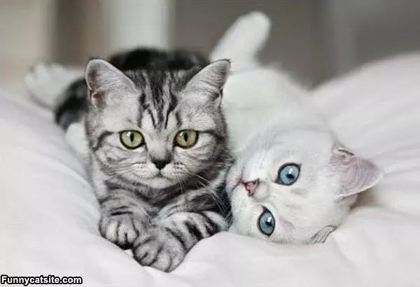 Cool Cats