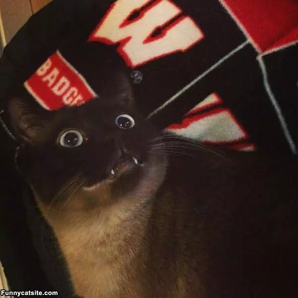 I Has Fangs