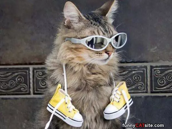 Chillin With My Sneakers