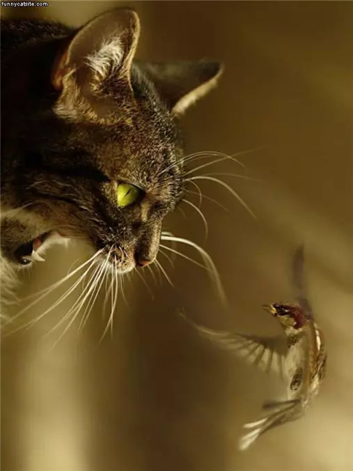 I Will Eat You
