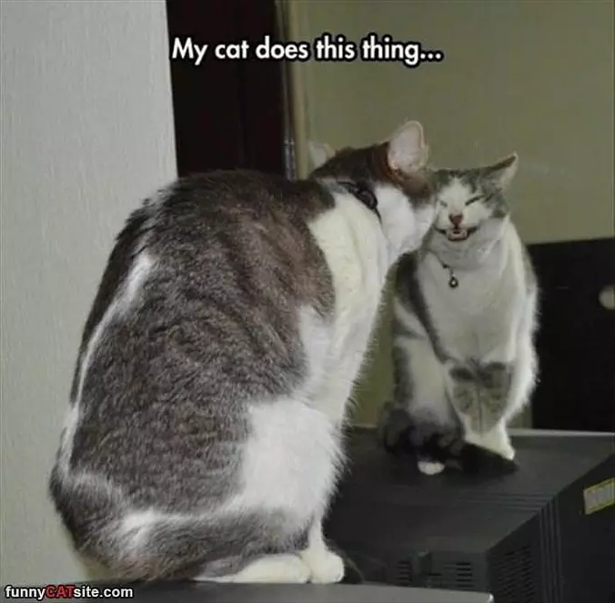 My Cat Does This Thing
