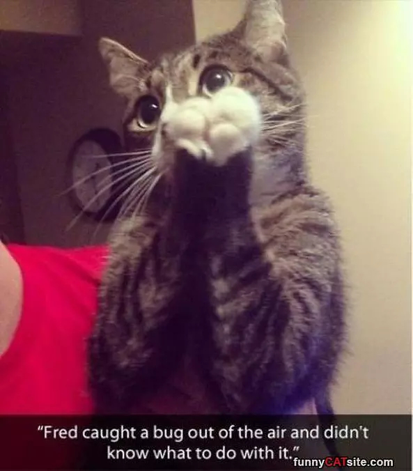 Fred Caught A Bug