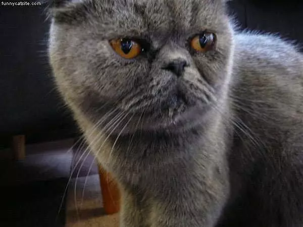 Smug Cat