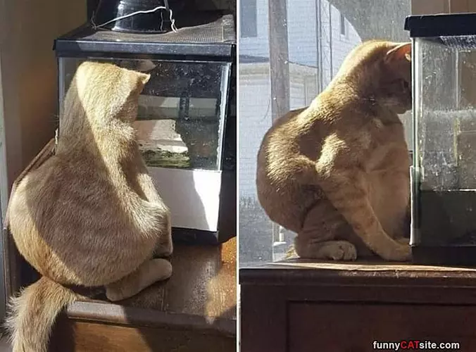 Watch Closely