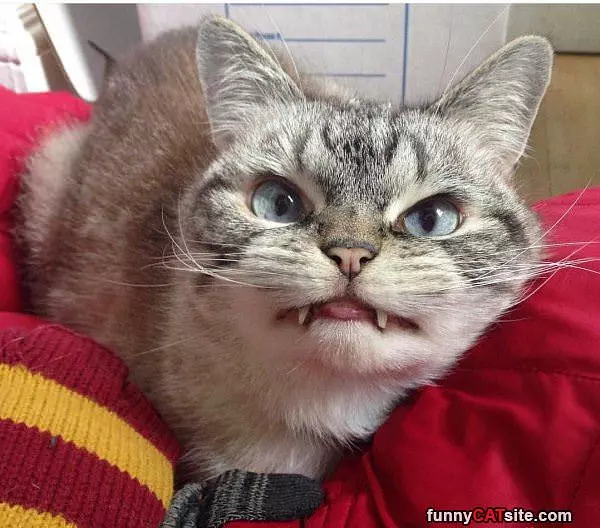 Grrrr