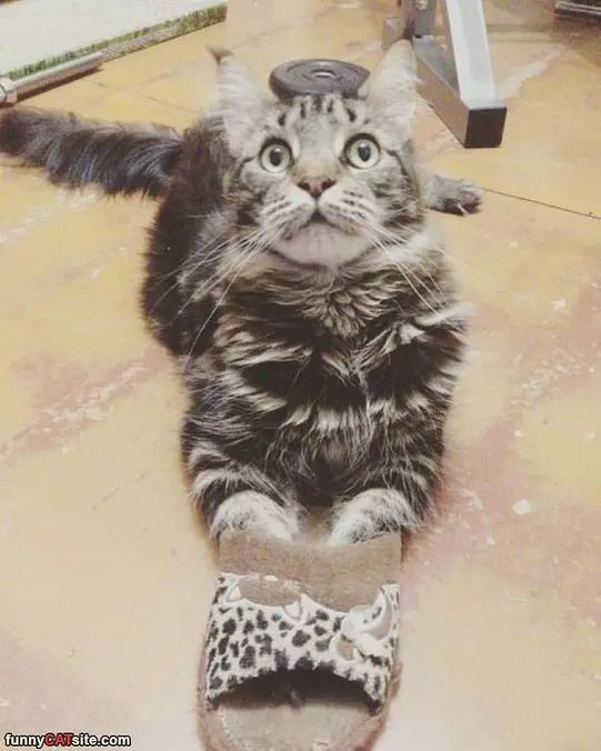 Warming My Paws