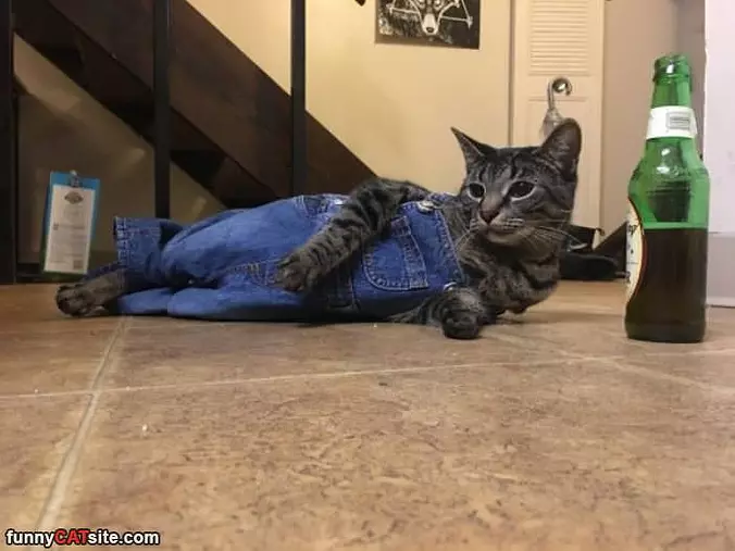 One Chilled Out Cat