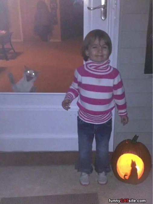 Halloween Cat