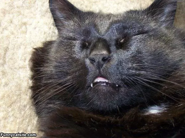 Sleepy Cat