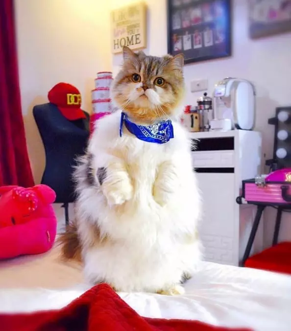 Big And Fuzzy