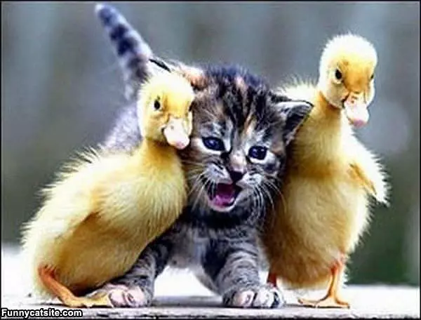 These Are My Buddies