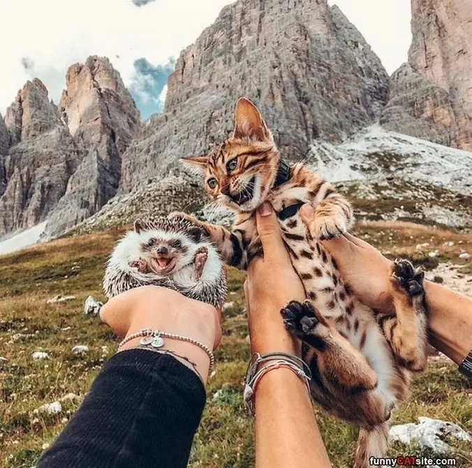 Let Me Pet It