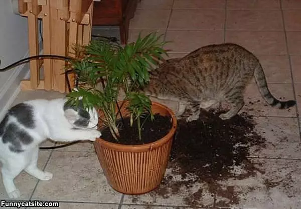 The Big Dig