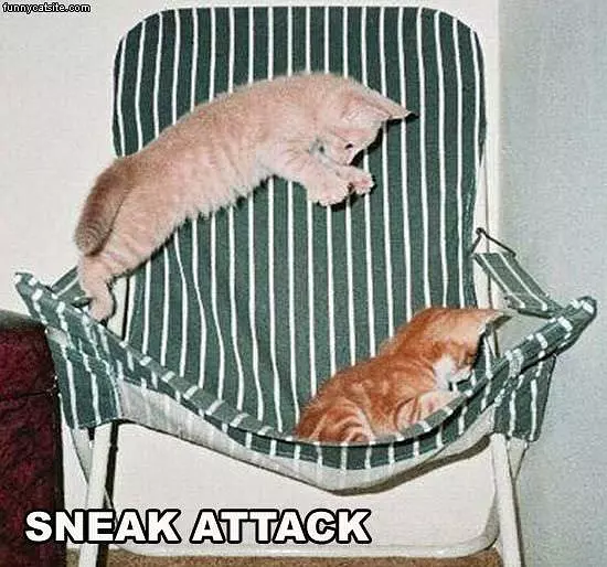 Kitten Chair Pounce
