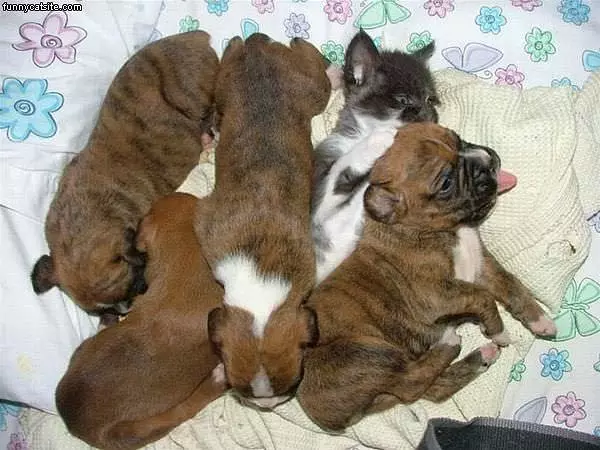 Theres A Kitty In There
