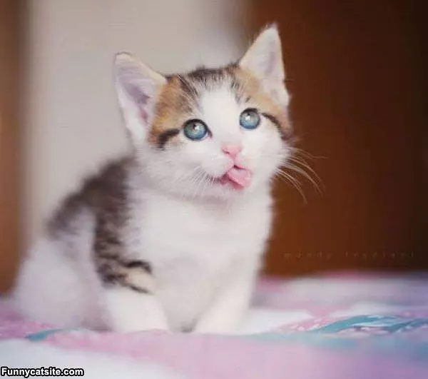 Im A Cute Cat