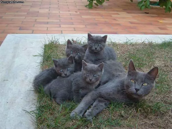Army Of Cats