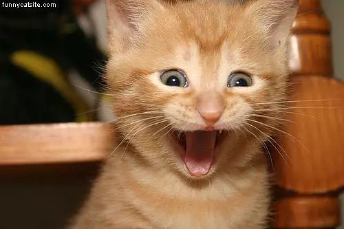 Happiest Cat