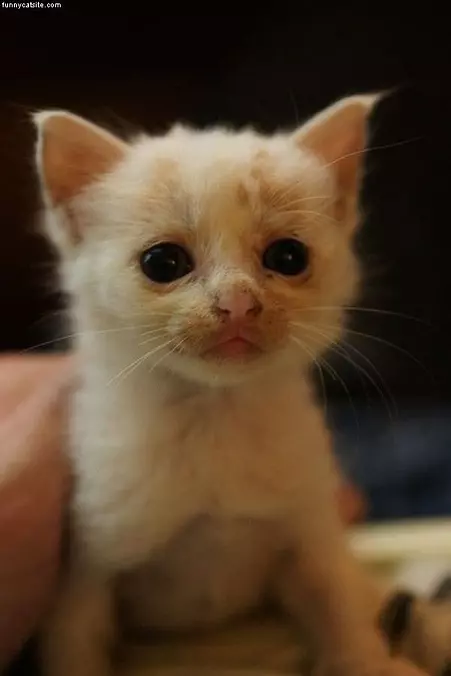 I Am Cute