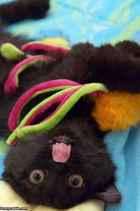 Upside Down Cat