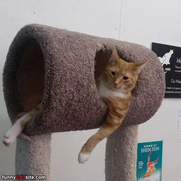 In My Castle