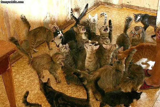 Lots Of Cats
