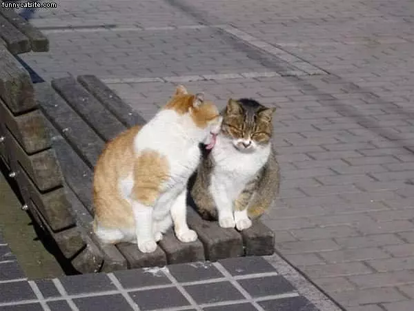 2 Cats On Park Bench