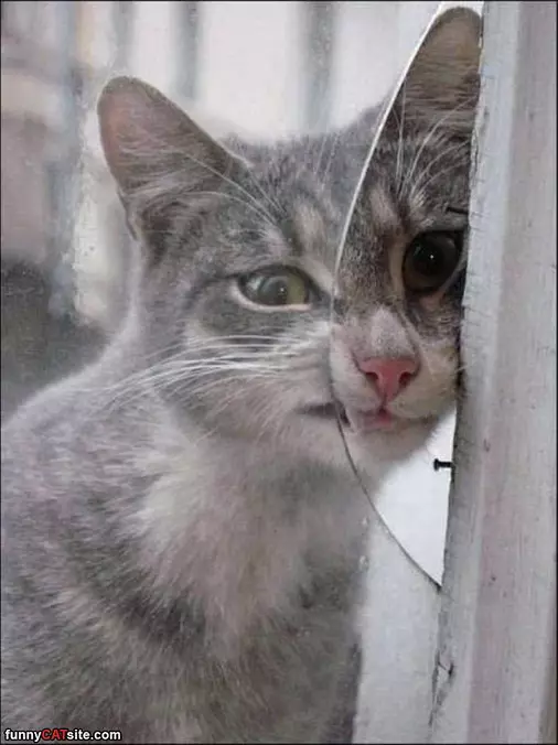 Le Derp