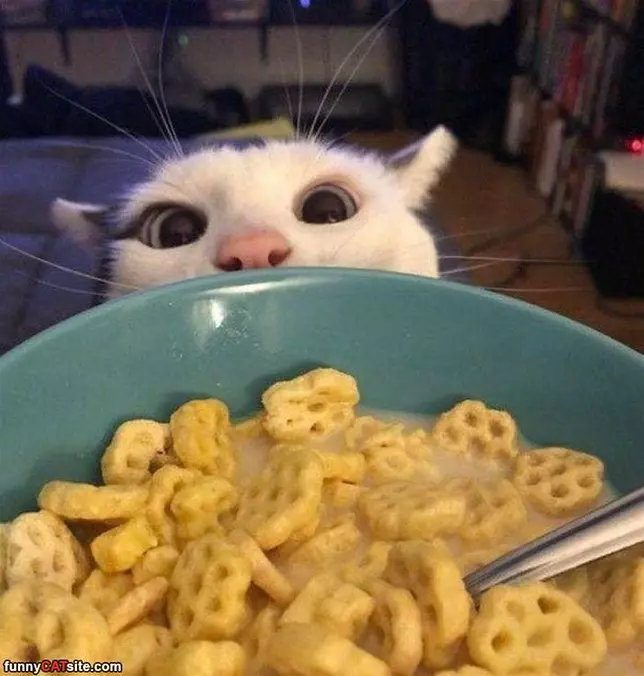 I Want Some Honey