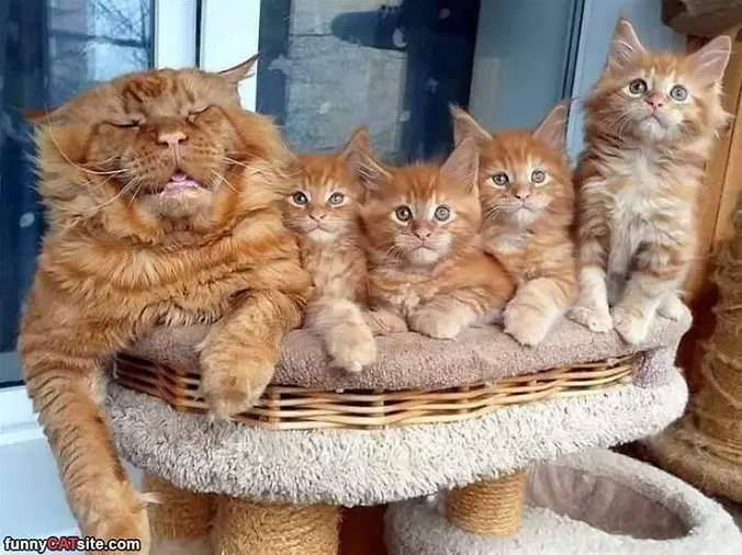 This Is My Family
