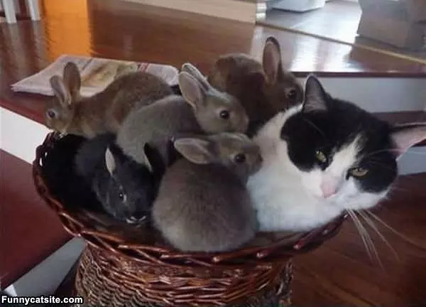 Loves Bunnies