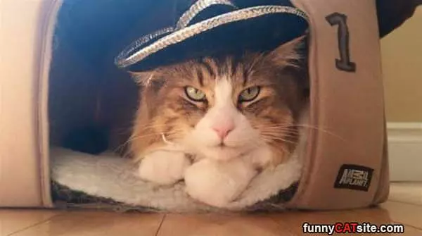 I Has A Nice Hat