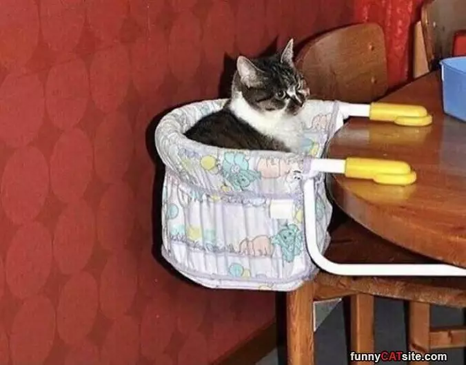 I Am A Baby Cat
