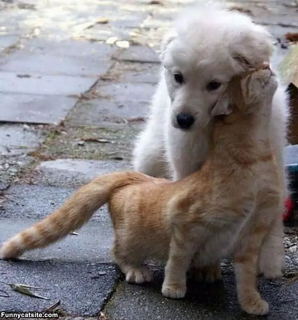 Head Rub