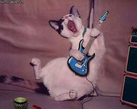 Guitar Cat