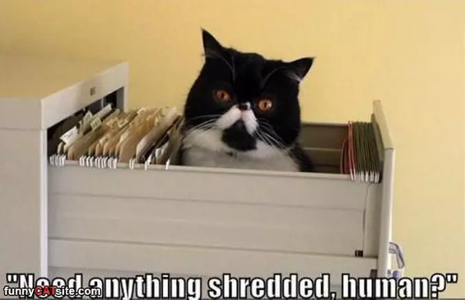Need Anything Shredded