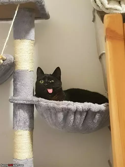 Derppppp
