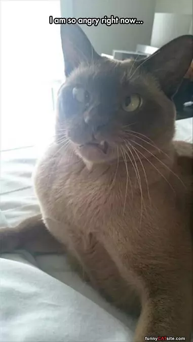 How Angry Are You