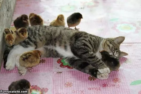 Too Many Chicks Man
