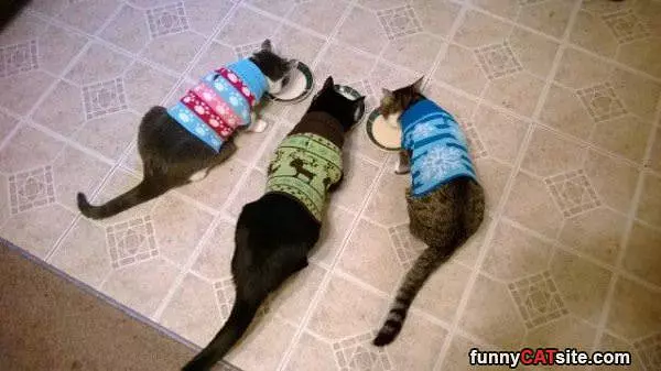 Cat Sweaters